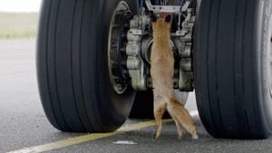 Les animaux de l’aéroport