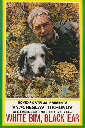 Image White Bim Black Ear