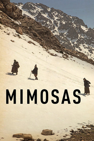 Mimosas 8