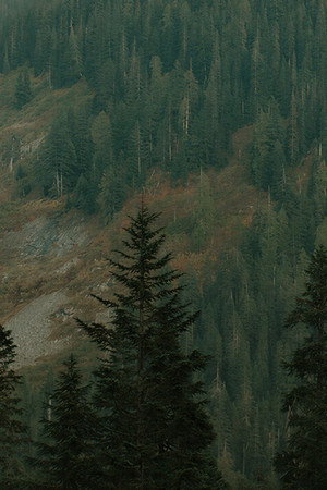 The Trees 10