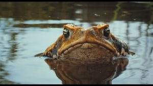 Тростниковые жабы. Оккупация film complet