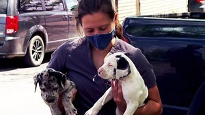 The Incredible Dr. Pol: 20×9