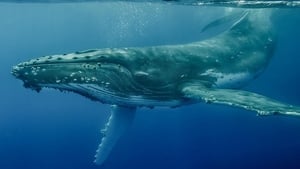 La sagesse des baleines