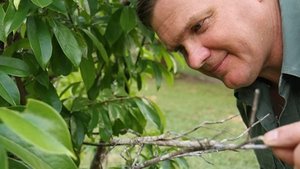 Wild Australia with Ray Mears Rainforest