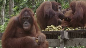 Orangutan Jungle School The Misfits