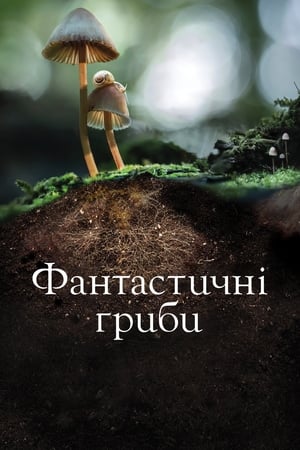 Poster Фантастичні гриби 2019