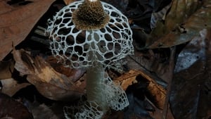 Hongos Fantásticos (2019) | Fantastic Fungi Documental