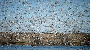 The Rise of the Birds