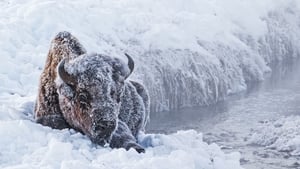 Great Yellowstone Thaw