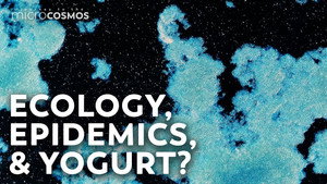 The Cryptic Origins of Yogurt still