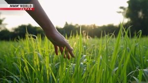Grass | StreamHub