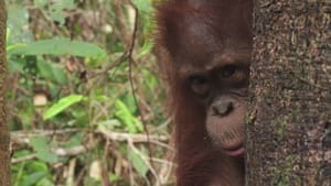 Orangutan Jungle School Second Chances