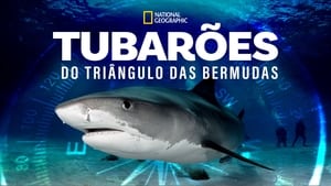 Sharks of the Bermuda Triangle