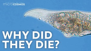 Death in the Microcosmos still