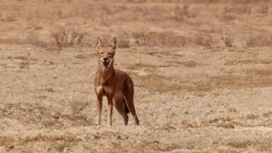 If I Were an Ethiopian Wolf