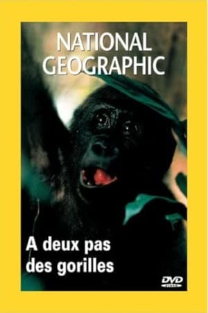 Poster National Geographic : A Deux pas des gorilles 2000