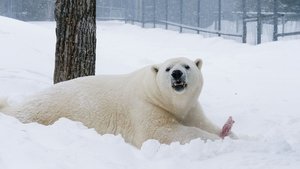 Arctic Vets Polar Bear Doc on Call