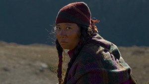 Himalayan Gold 14
