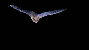 David Attenborough’s Natural Curiosities: 2×5