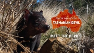 Secret Life Of The Tasmanian Devil Meet the Devils