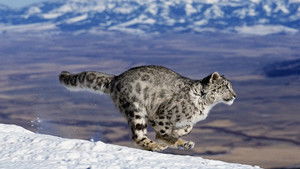 Nature’s Fast Attacks