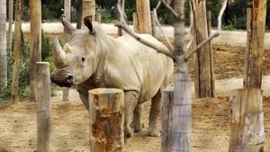 Un enclos pour deux rhinos