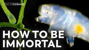 Do Microscopic Immortals Actually Exist? still