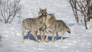 Wolf vs Bear (2019)