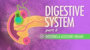 Crash Course Anatomy & Physiology Digestive System, Part 3
