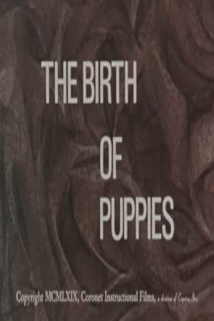 Image The Birth of Puppies