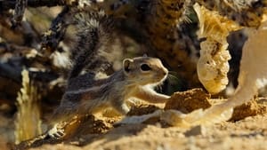 Tiny World Desert