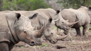 Wild South Africa Land of the Giants