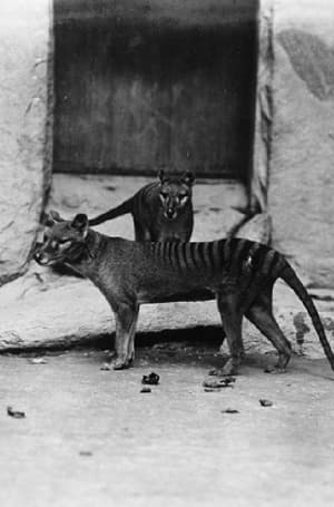 Image Thylacine Footage