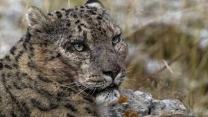 Frozen Kingdom of The Snow Leopard (2020)