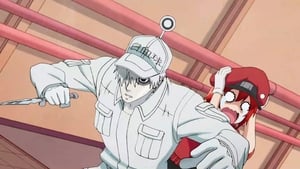 Hataraku Saibou (TV) Episodio 1