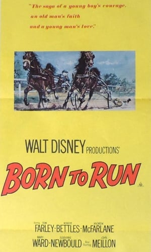 Poster Born to Run 1977