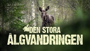 poster Den stora älgvandringen