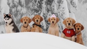 Snow Buddies: Cachorros en la nieve