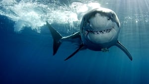 Shark's Paradise film complet