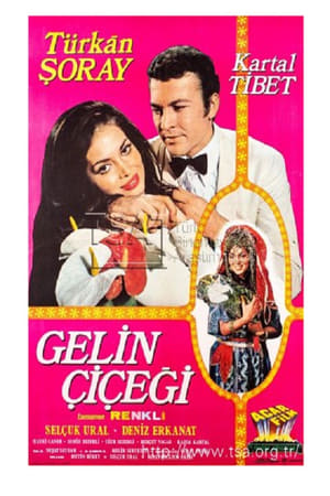 Gelin Çiçeği