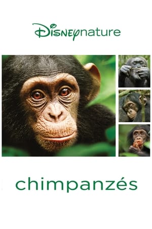 Poster Chimpanzés 2012