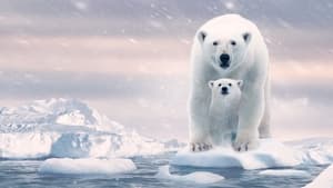 Polar Bear film complet
