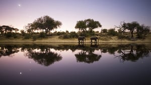 Into the Okavango