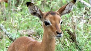 Earth Odyssey with Dylan Dreyer Superstars of the Savannah