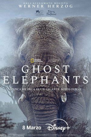 Image Ghost Elephants