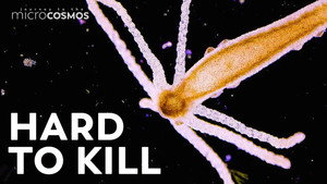 Hydra: Stretchy, Speedy, & Probably Immortal still