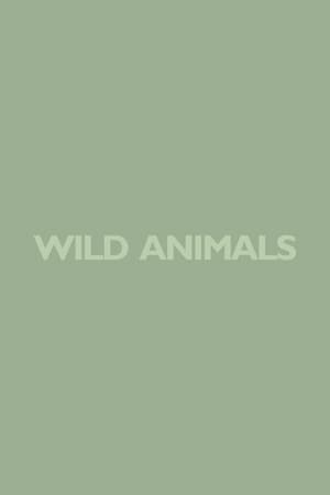 Poster Wild Animals 1980