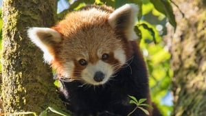 Le petit panda de l'Himalaya