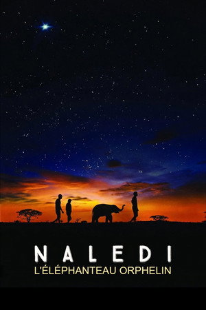 Naledi, l'éléphanteau orphelin