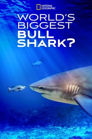 Poster World's Biggest Bull Shark? (2021)